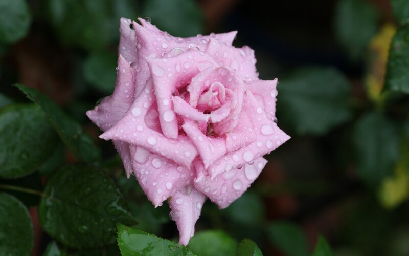 Pink rose with raindrops