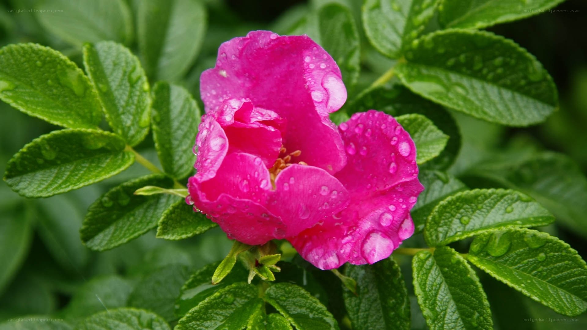 Pink rose with raindrops