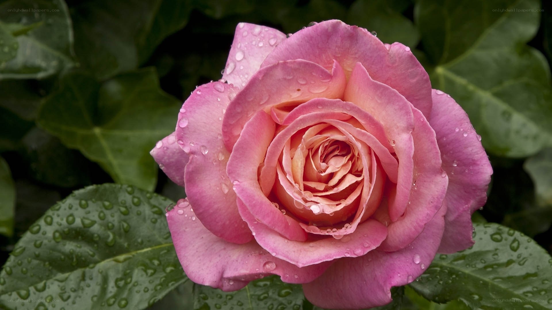 Pink rose with raindrops