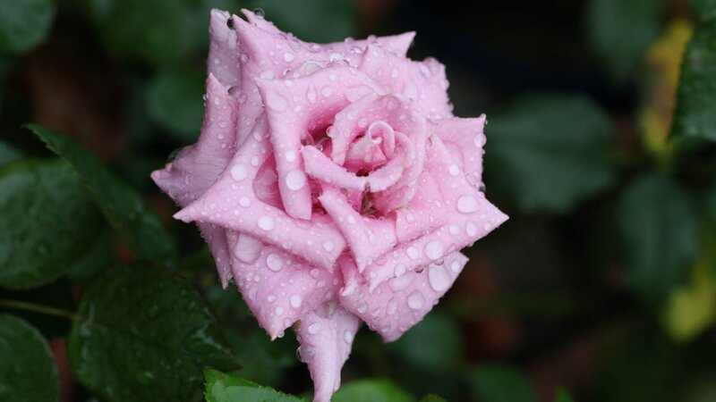 Pink rose with raindrops