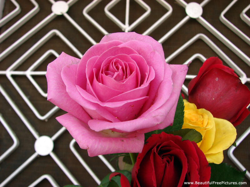 Pink Rose with Red and Yellow Roses