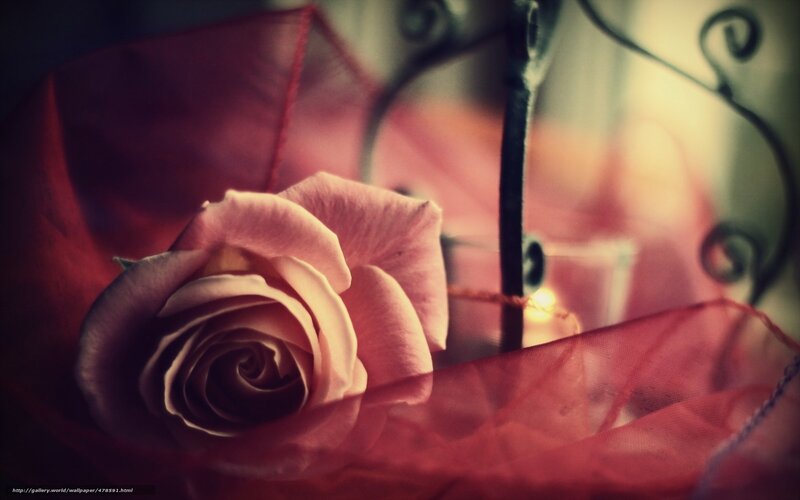 pink rose with red fabric
