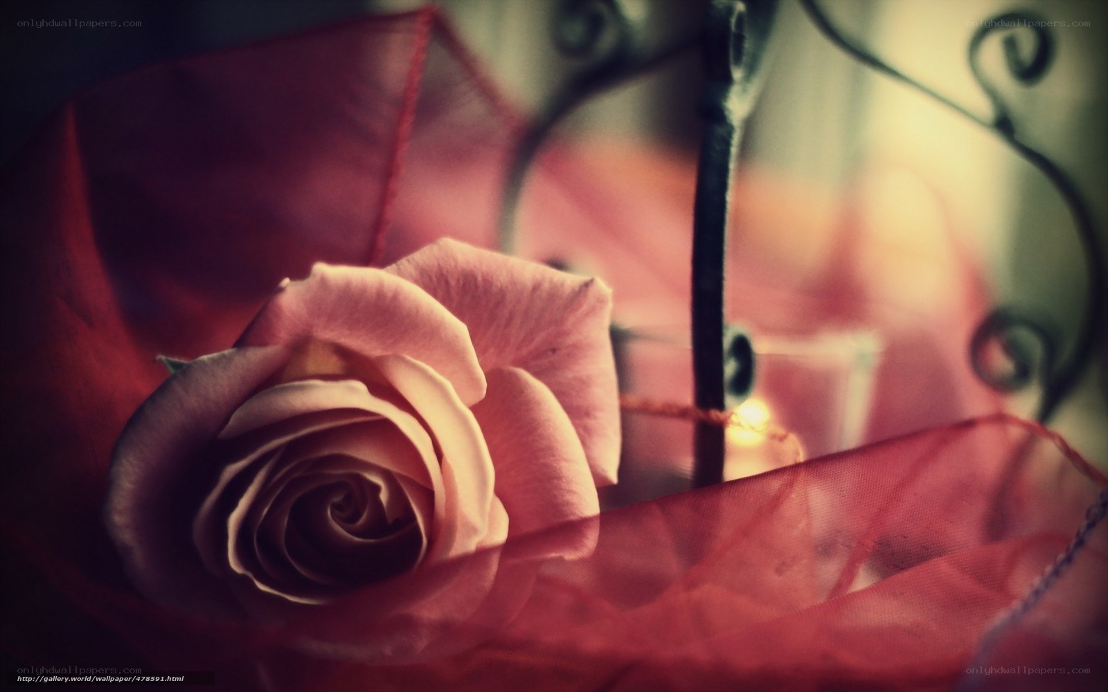 pink rose with red fabric