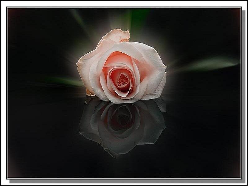Pink rose with reflection
