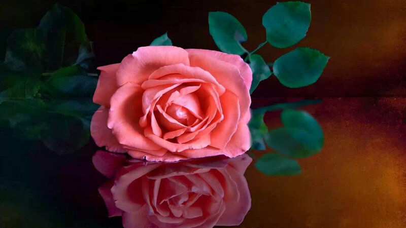 Pink Rose with Reflection — Dramatic, Photograph, Leaves