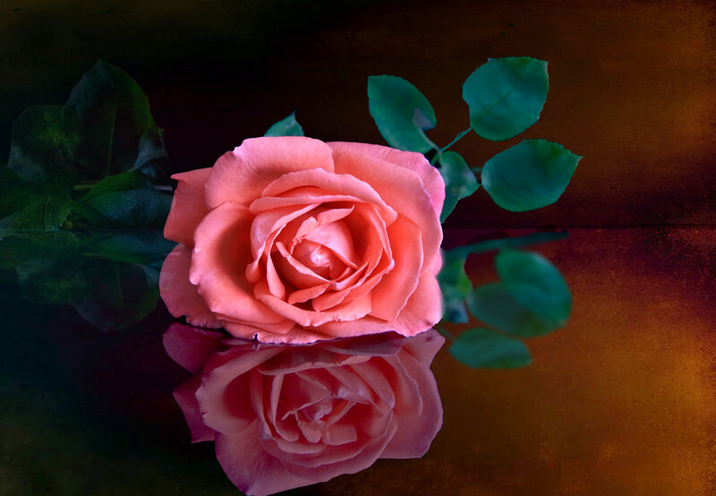Pink Rose with Reflection — Dramatic, Photograph