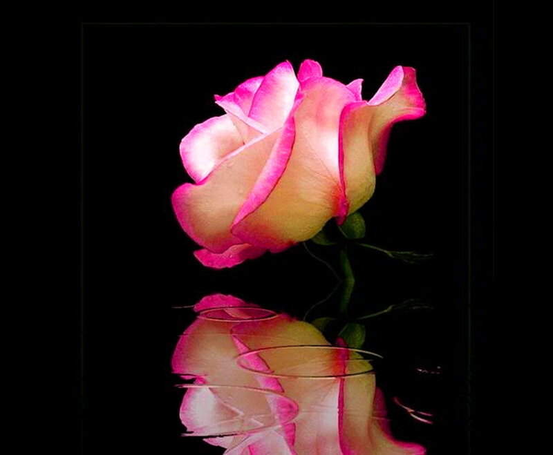 Pink Rose with Reflection — Dramatic