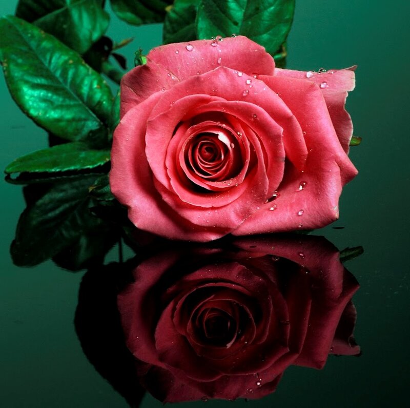 Pink Rose with Reflection — Red
