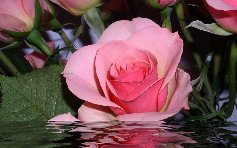 Pink rose with reflection