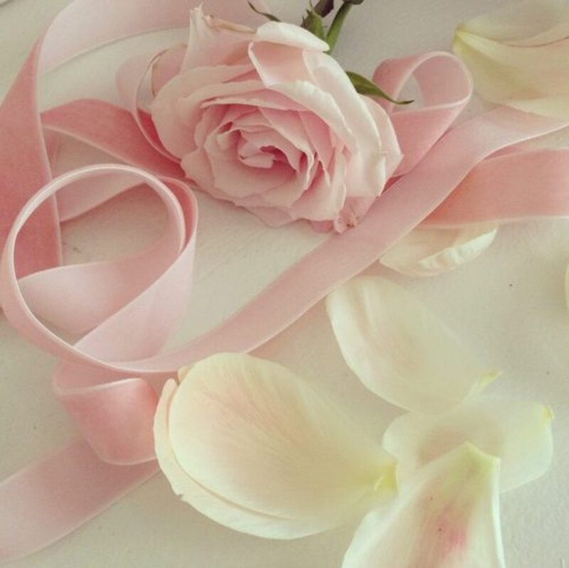 Pink Rose with Ribbon — Serene
