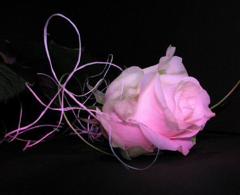 Pink Rose with Ribbons — Dramatic, Photograph