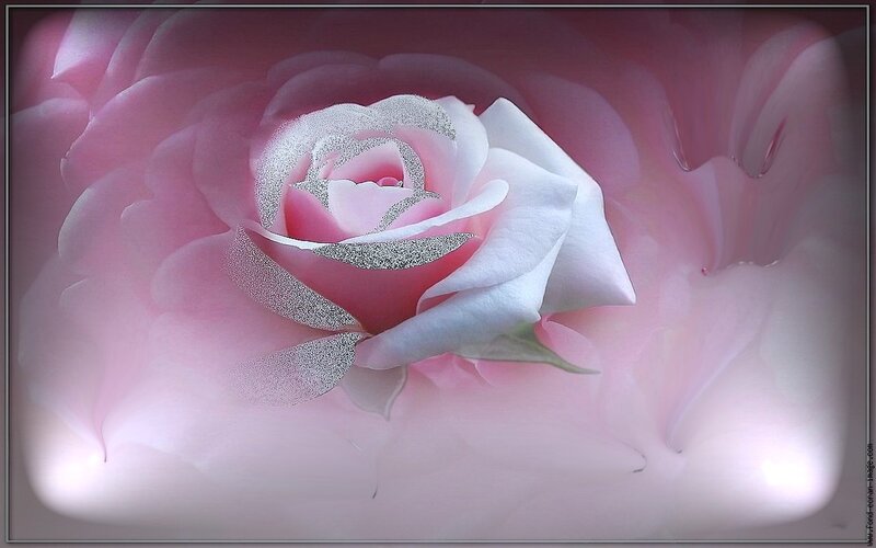 Pink Rose with Silver Accents