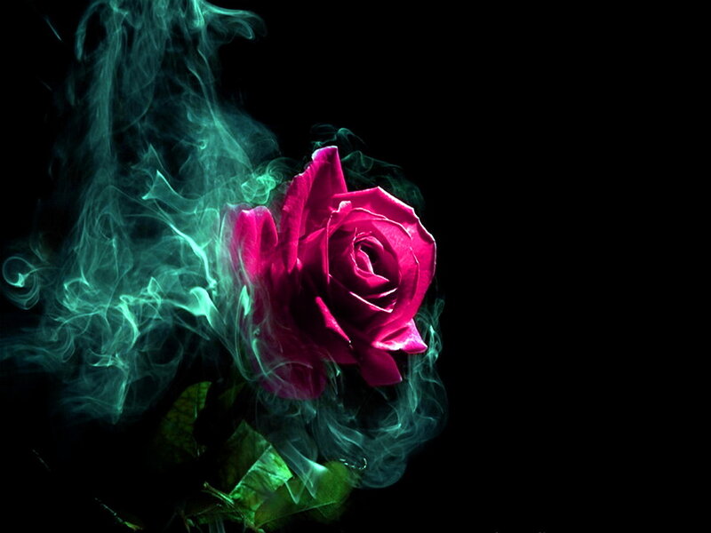 Pink Rose with Smoke