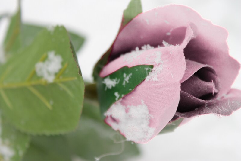 Pink Rose with Snow — Calm