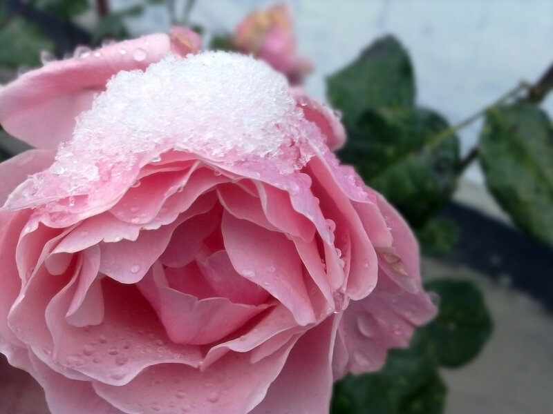 Pink Rose with Snow — Calm, Winter, Photograph