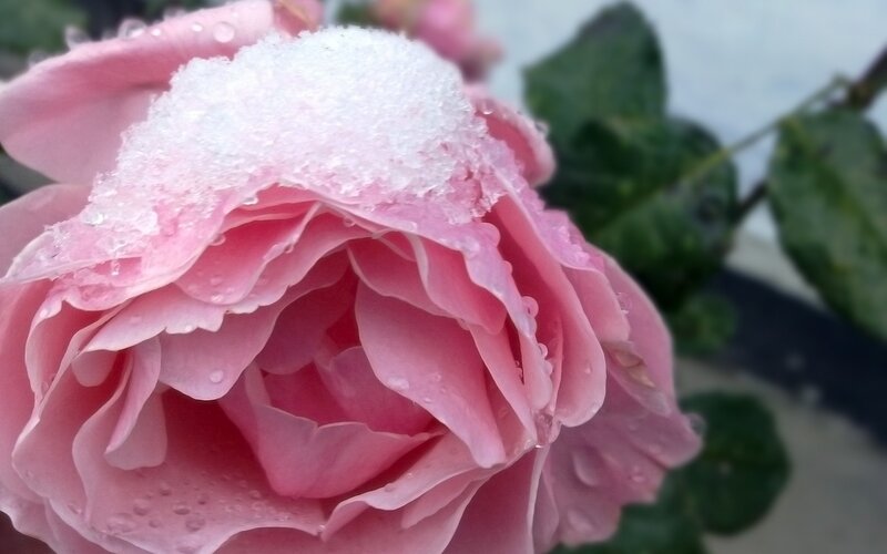Pink Rose with Snow — Calm, Winter