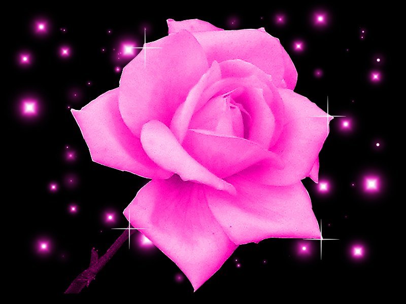 pink rose with sparkles