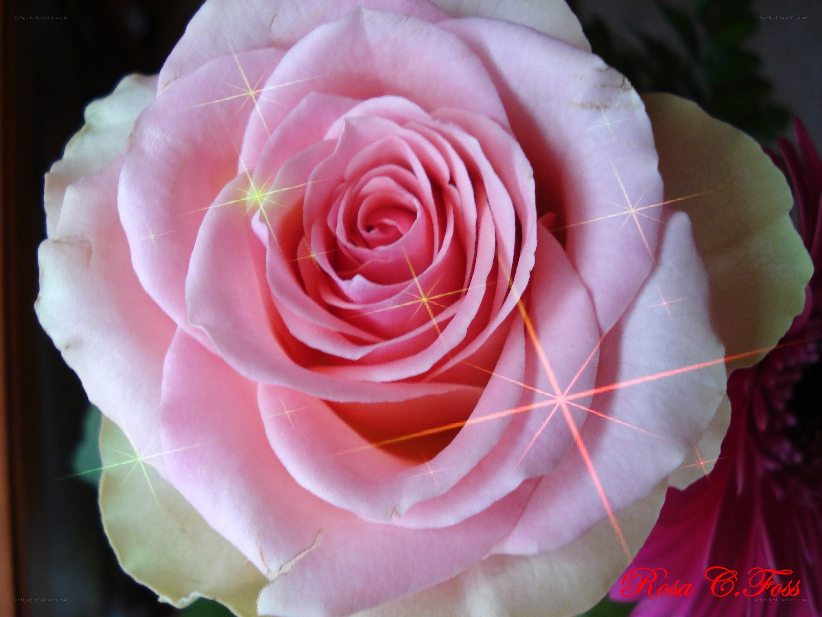 Pink rose with sparkles