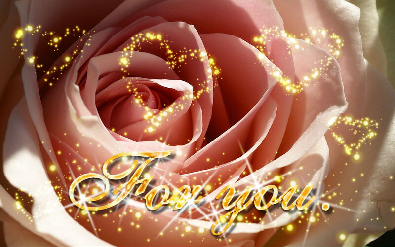 Pink Rose with Sparkles — Romantic