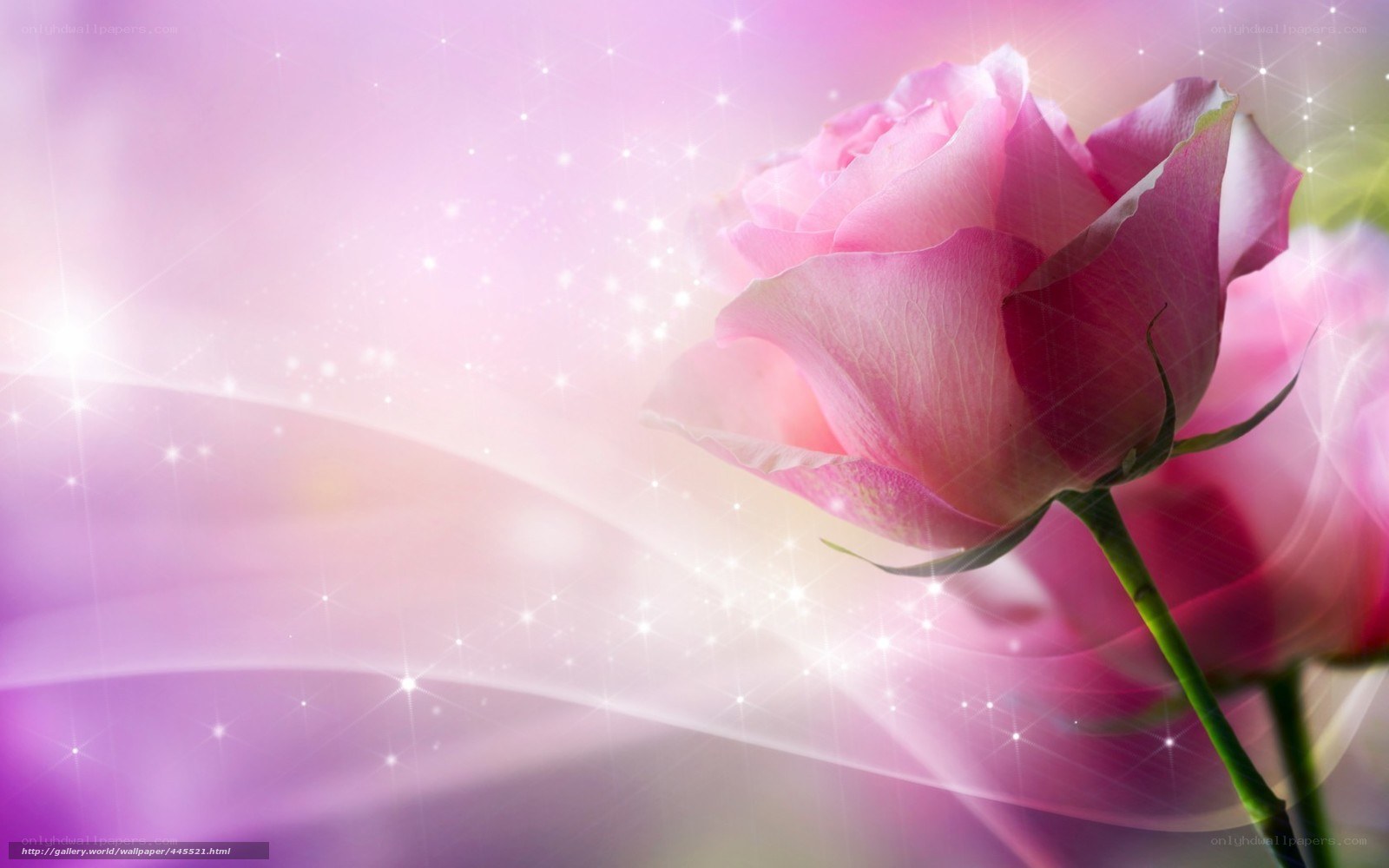 Pink rose with sparkles
