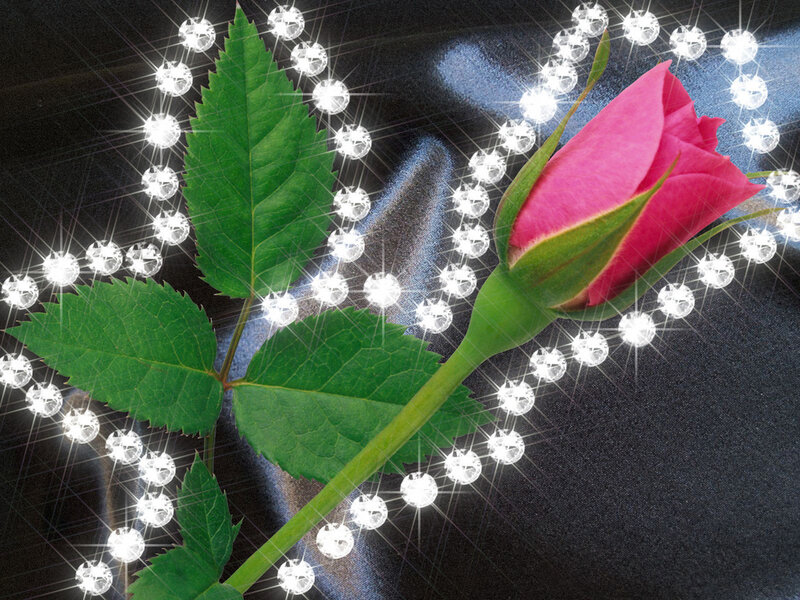 Pink rose with sparkling diamonds