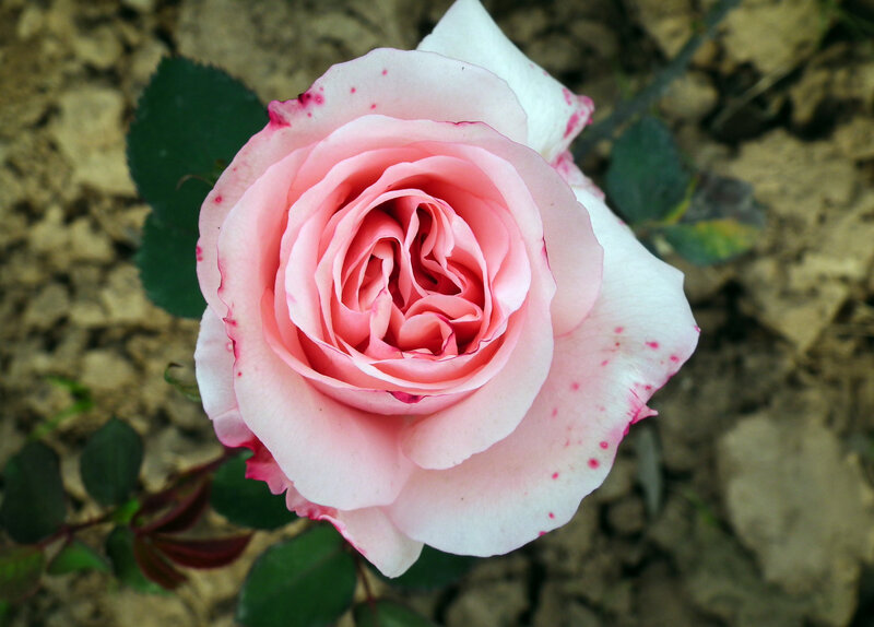 Pink Rose with Speckled Petals — Calm