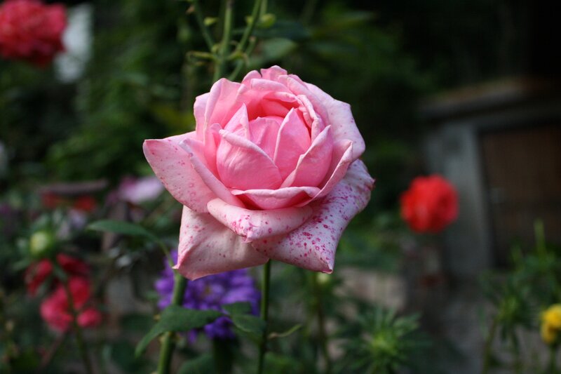 Pink rose with speckled petals