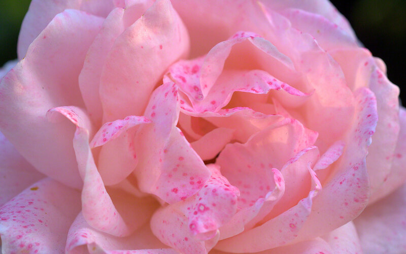 Pink Rose with Speckles