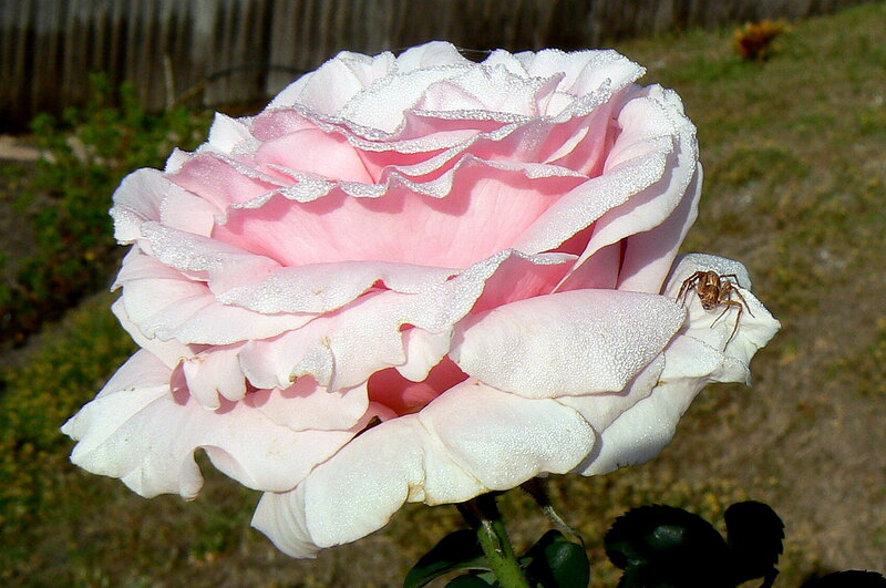 Pink Rose with Spider