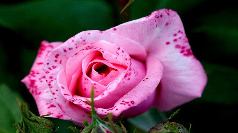 Pink Rose with Spots