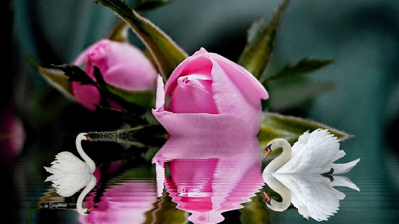 Pink Rose with Swans