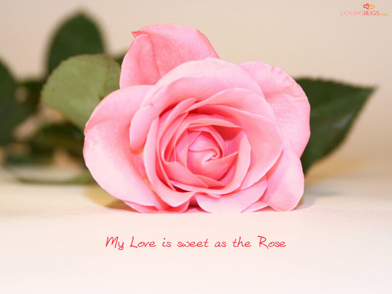 Pink rose with sweet love quote