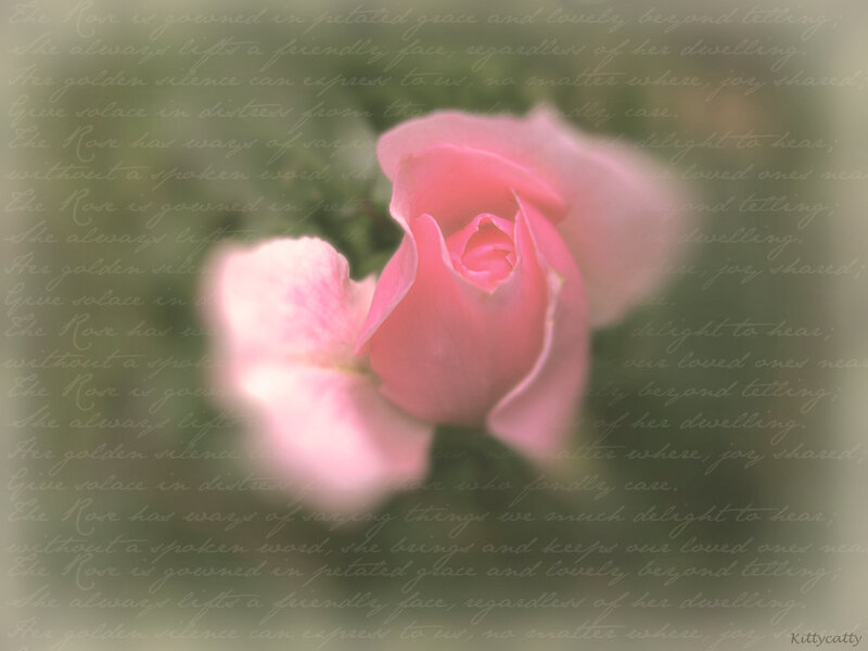 Pink Rose with Text