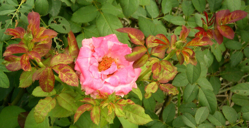 Pink rose with variegated leaves