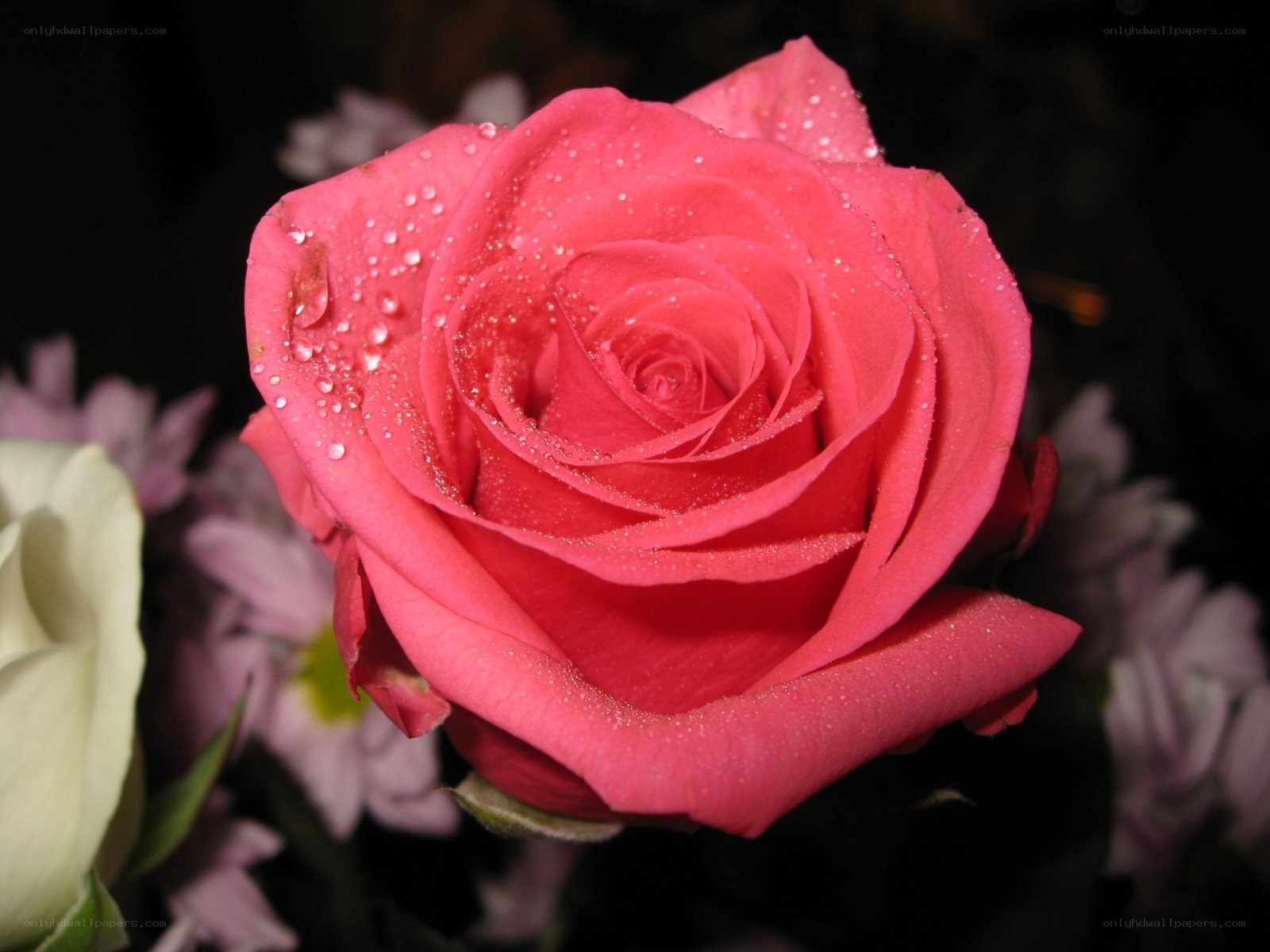 Pink rose with water droplets