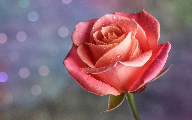 Pink rose with water droplets