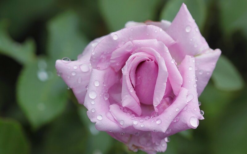 Pink rose with water droplets