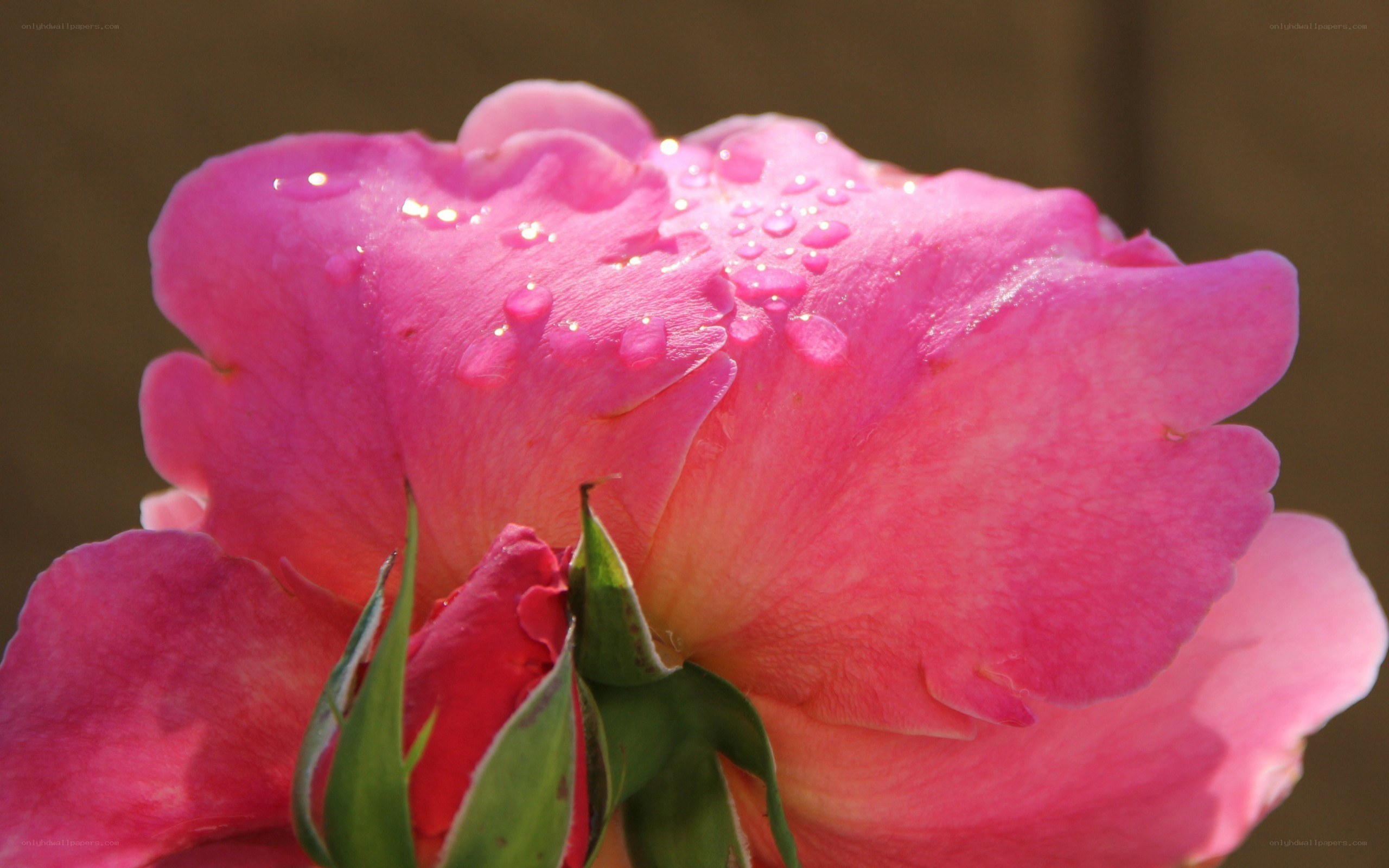 Pink rose with water droplets
