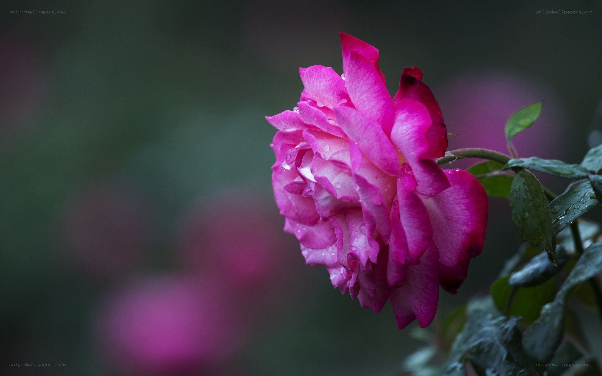 pink rose with water droplets