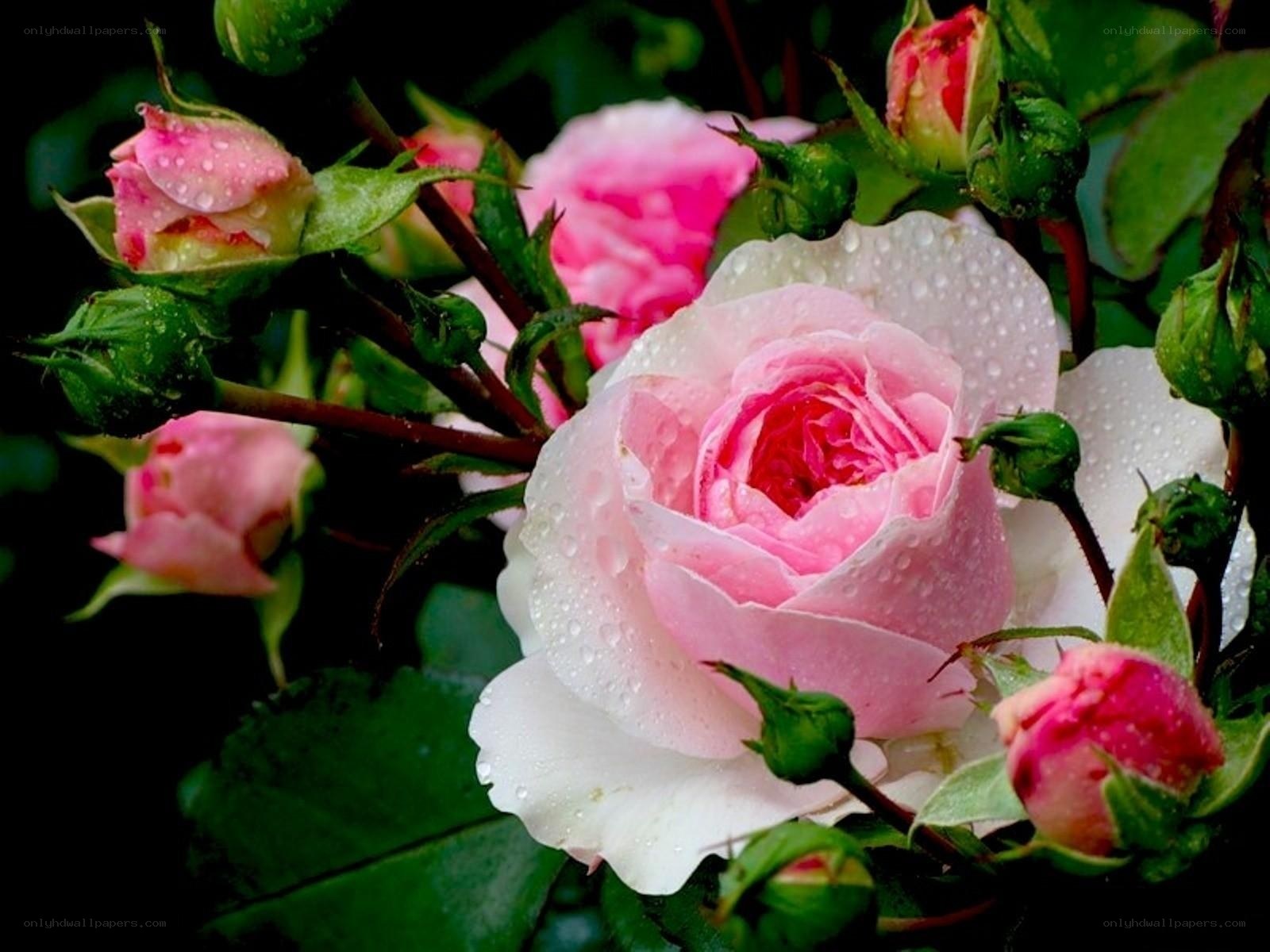 Pink rose with water droplets