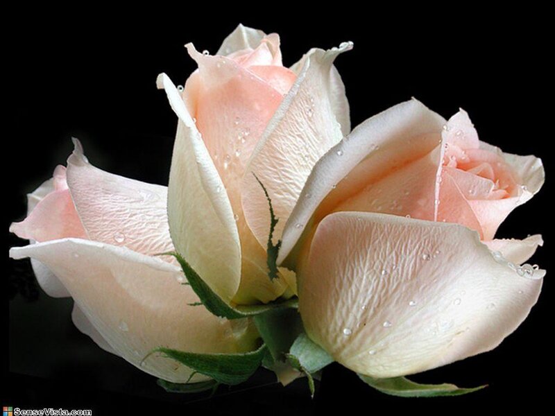 Pink rose with water droplets