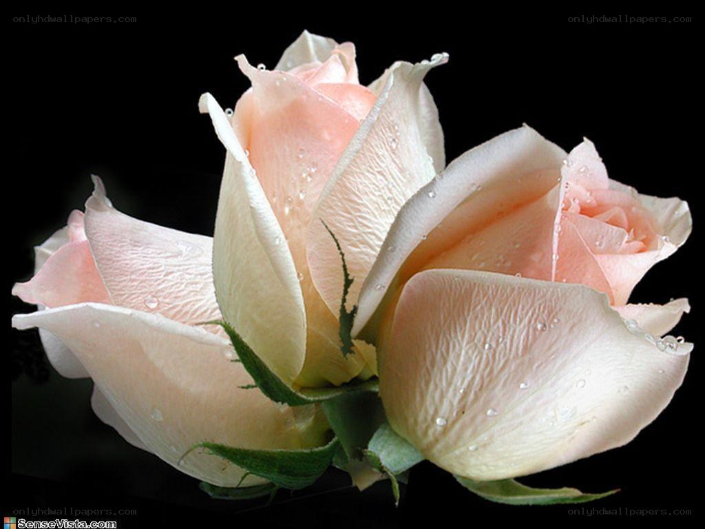 Pink rose with water droplets