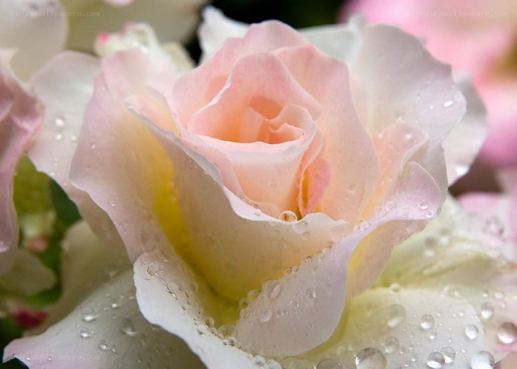 Pink rose with water droplets
