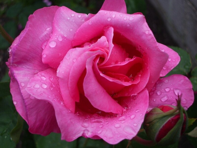 Pink rose with water droplets