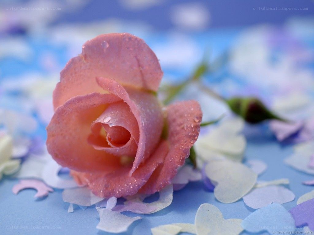 Pink rose with water droplets