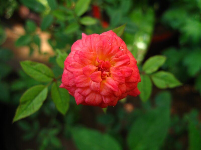 Pink rose with water droplets