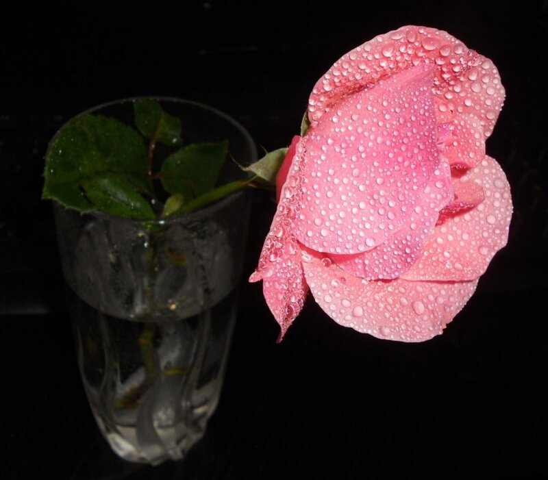 Pink rose with water droplets