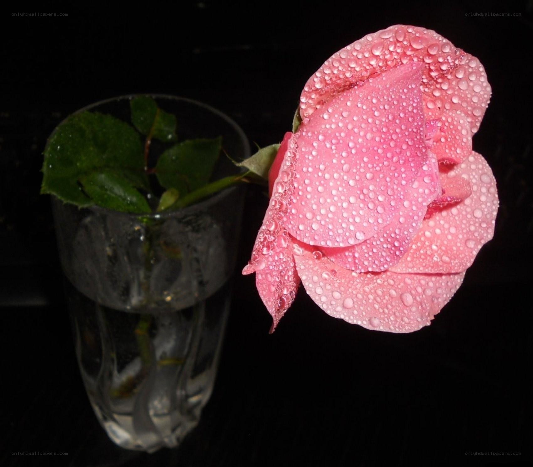 Pink rose with water droplets