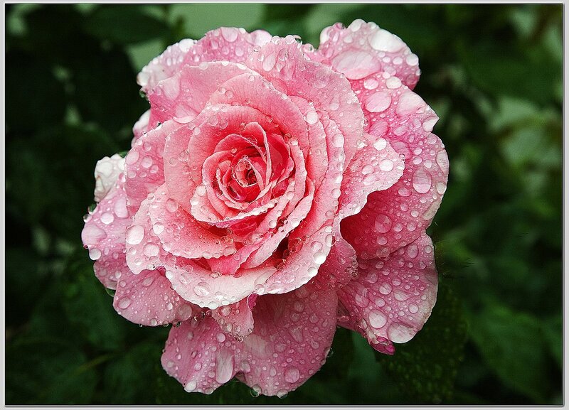 Pink rose with water droplets