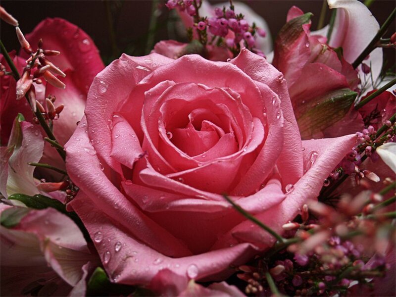 Pink rose with water droplets